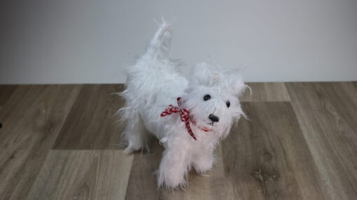 Fertig genähter Westie Sam am Boden stehend und in die Kamera blickend